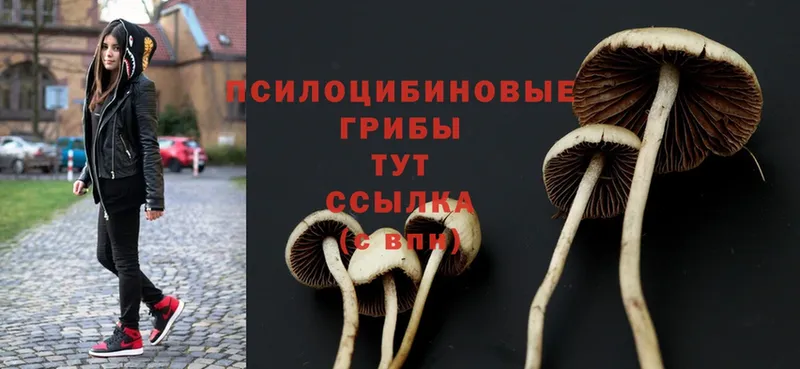 наркотики  kraken ТОР  Галлюциногенные грибы Psilocybe  Лесозаводск 